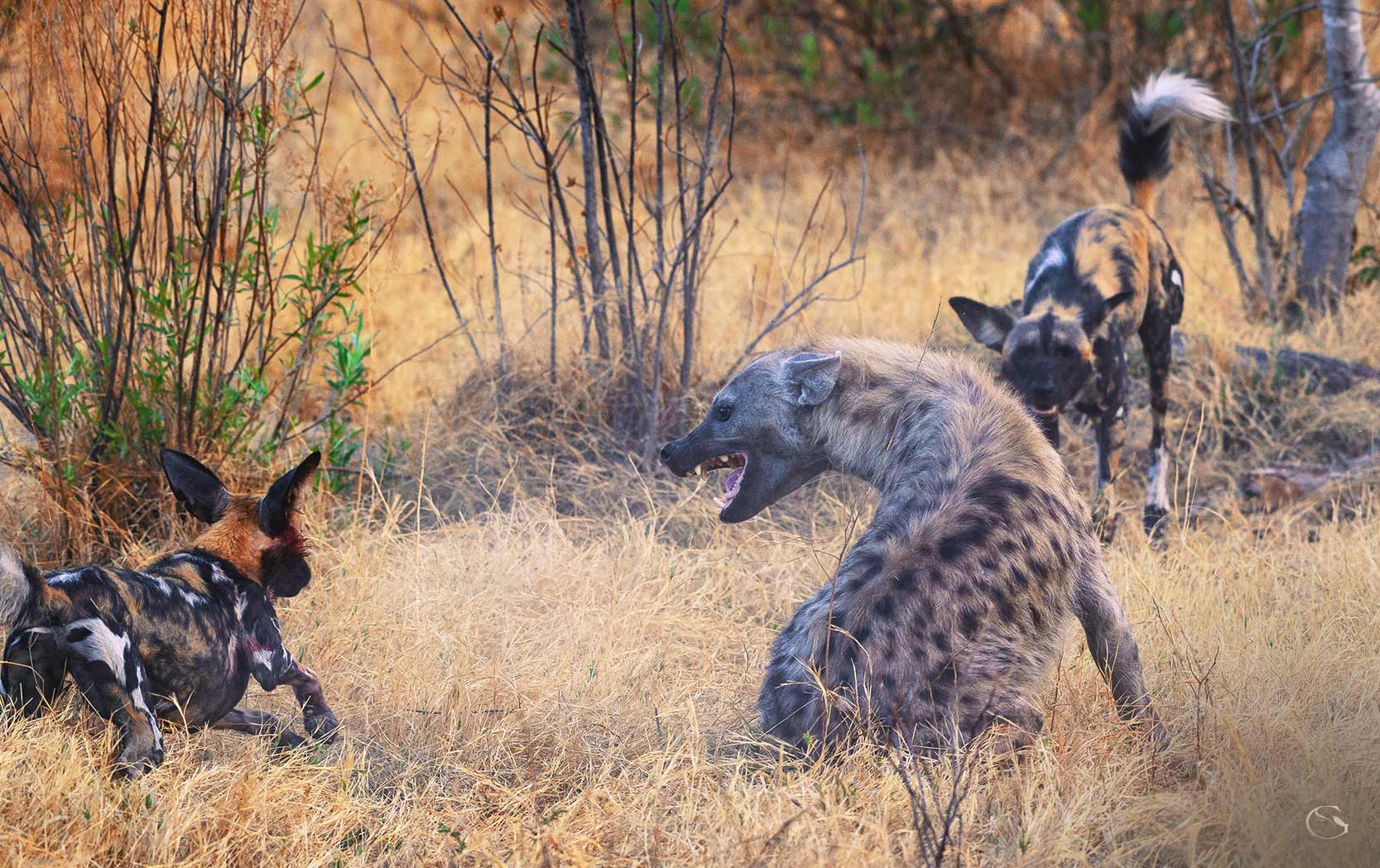 Mombo Camp LuxurySafariCamps.com