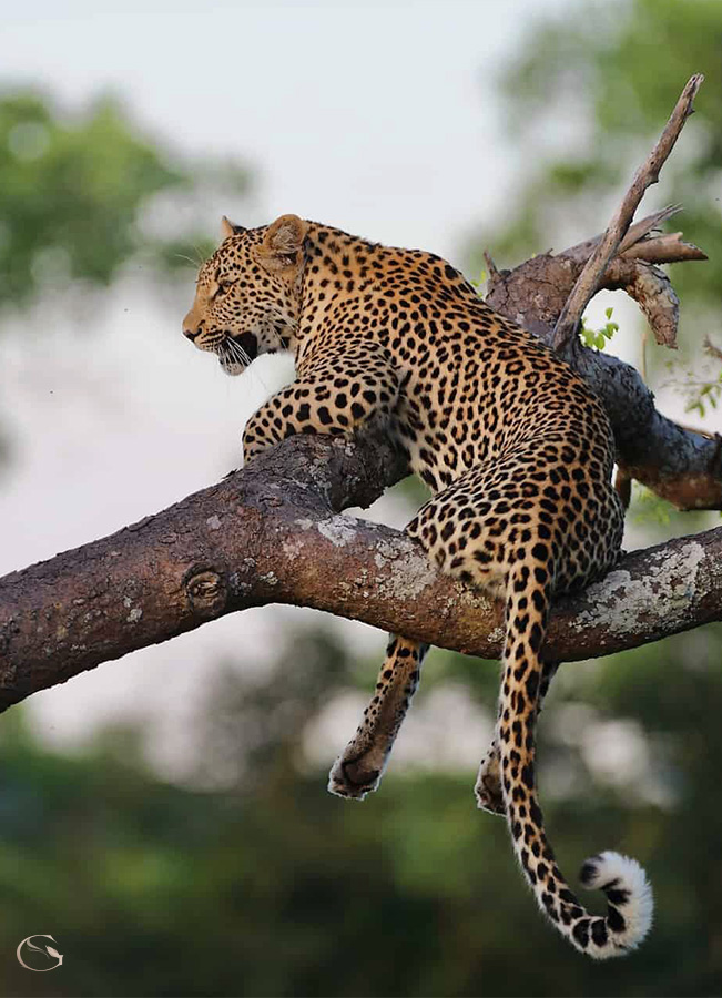 Royal Malewane — The Royal Safari, South Africa