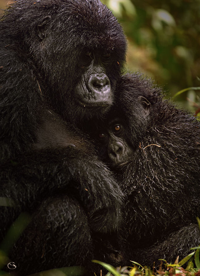 Silverback gorilla in the Virungas rainforest — Private Gorilla Safari