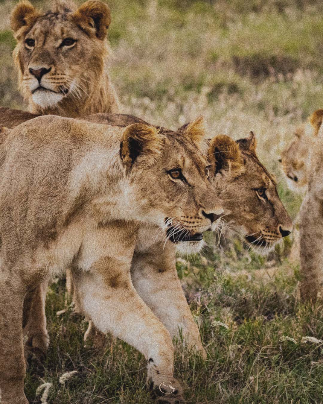 Guided Safaris® Private Jet Safari