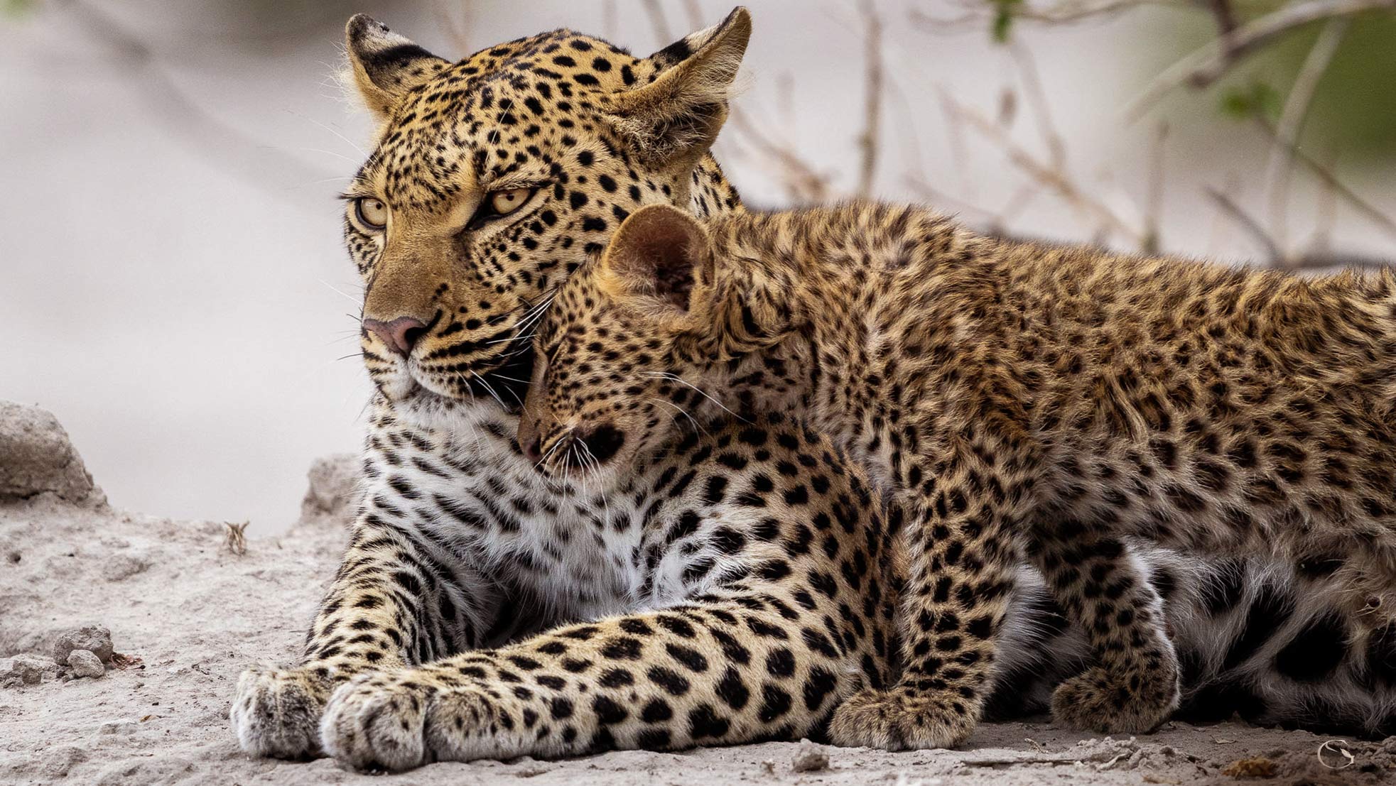 Your Custom Safari • Private Jet Safari - Guided Safaris® LuxurySafariCamps.com