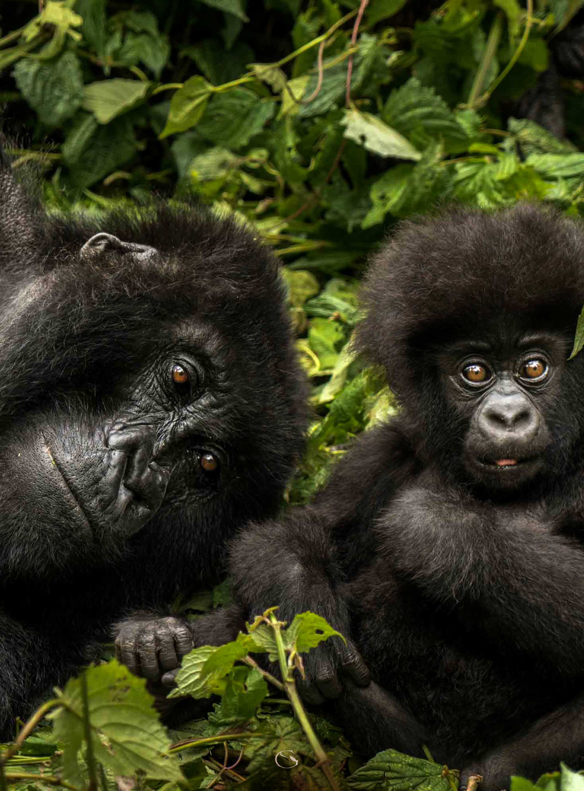 Let us inspire you • Private Jet Safari - Guided Safaris® LuxurySafariCamps.com