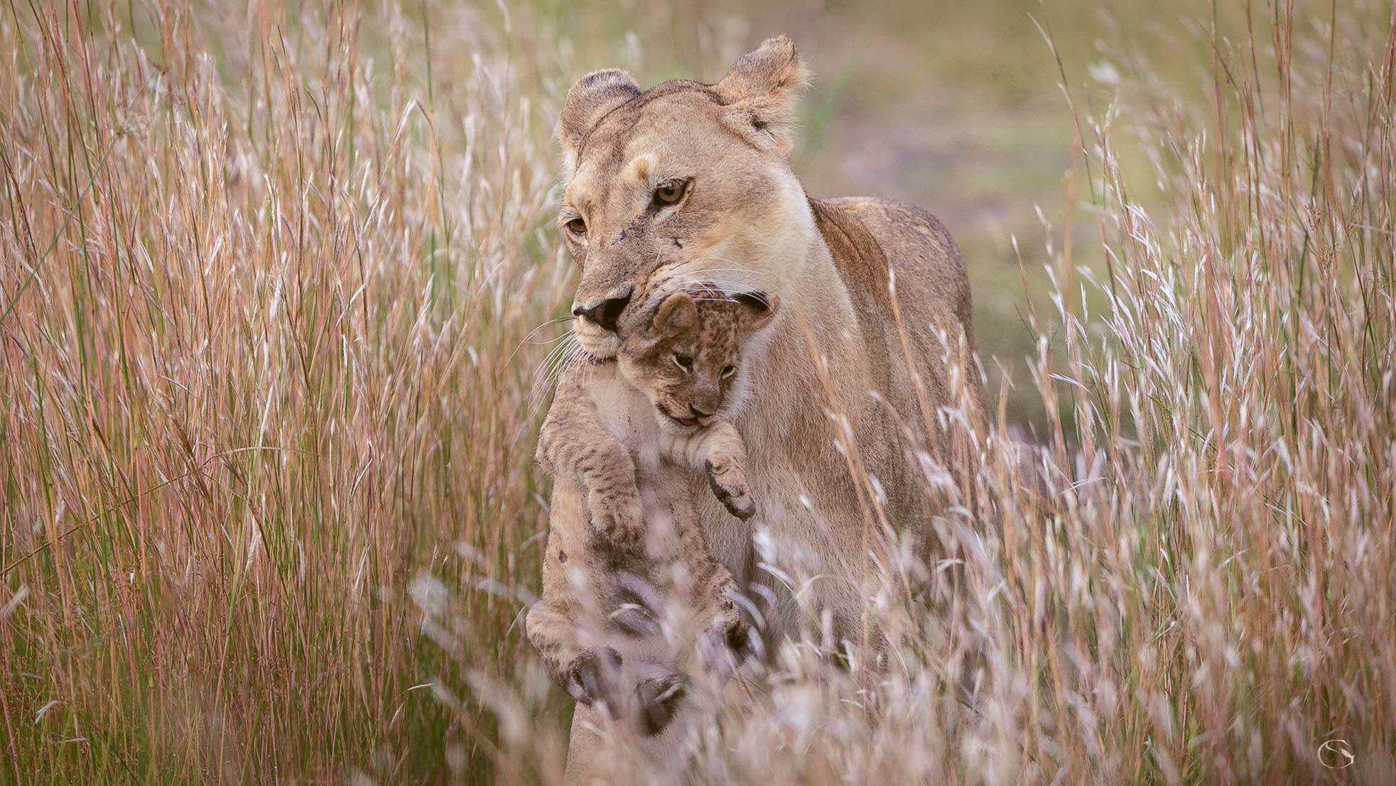 Big Cat Photography • Private Jet Safari - Guided Safaris® LuxurySafariCamps.com