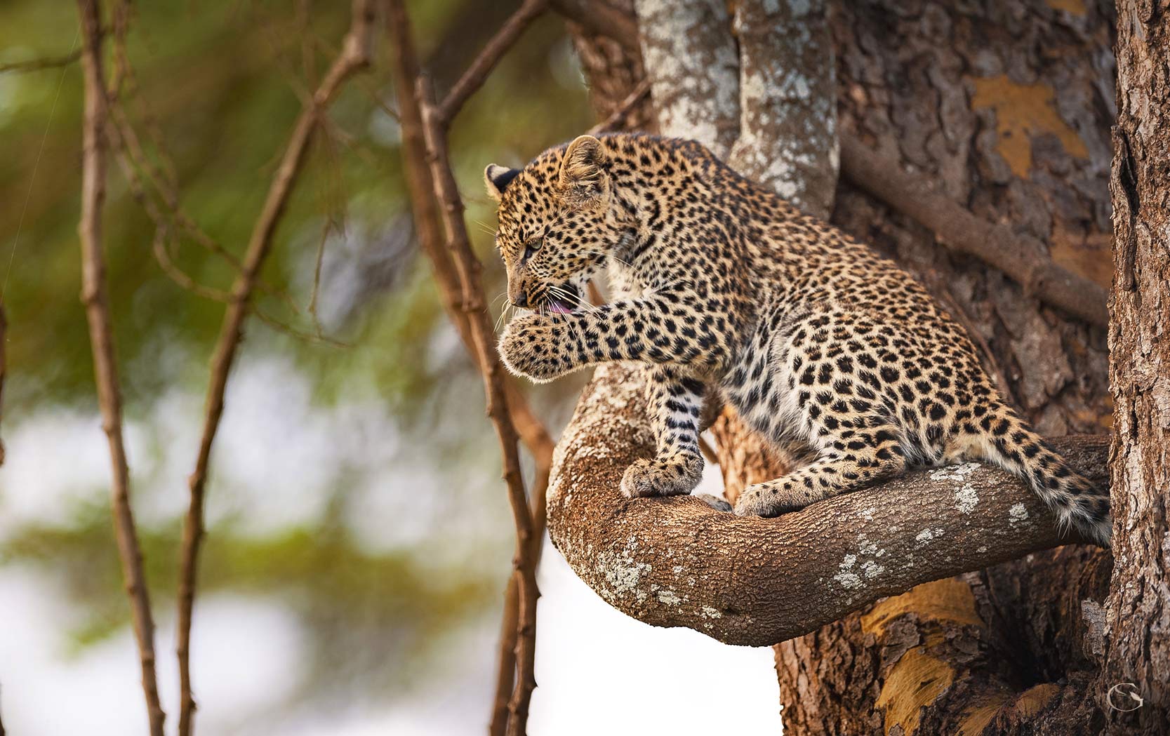 Close encounters — a Leopard cub grooming its paw on a lichen-covered branch, Private Kenya