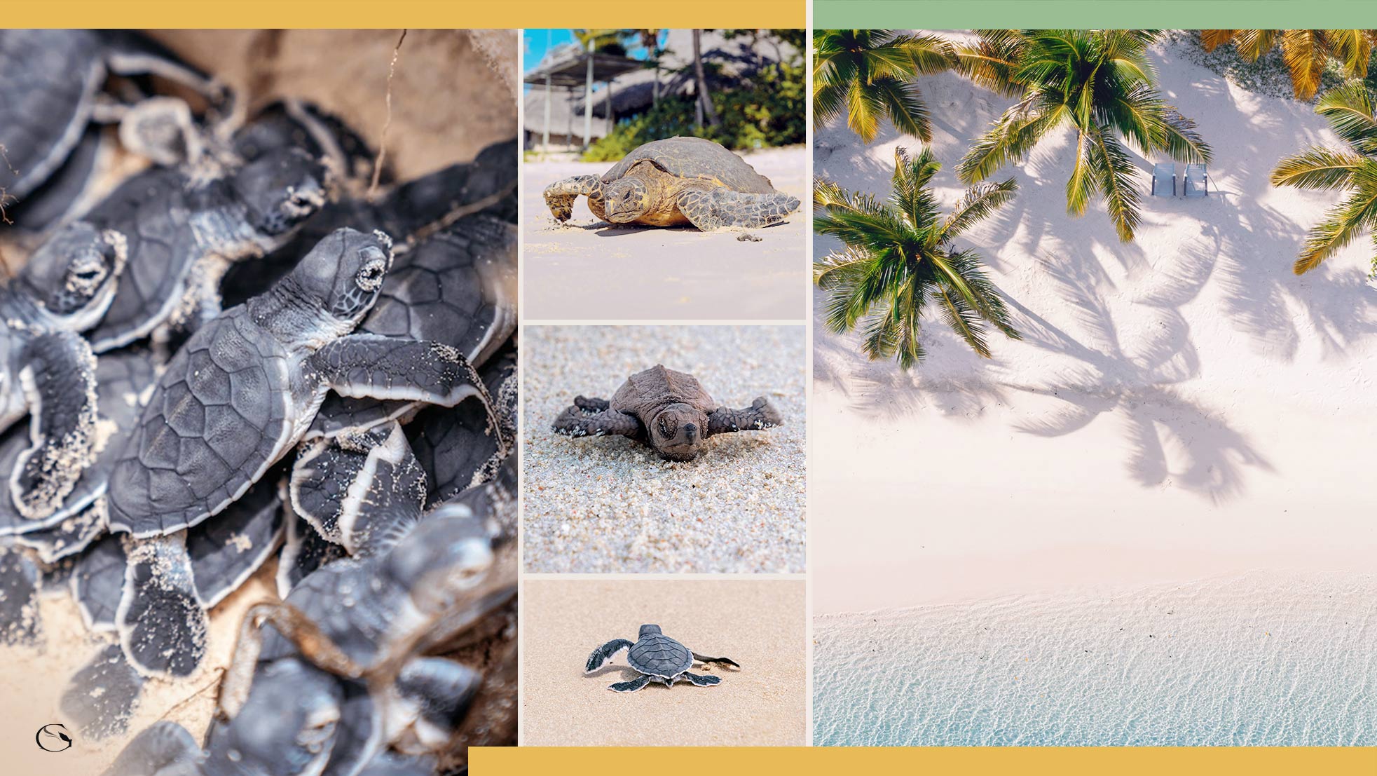 Diving in Africa • African Sea Turtles - Guided Safaris® LuxurySafariCamps.com