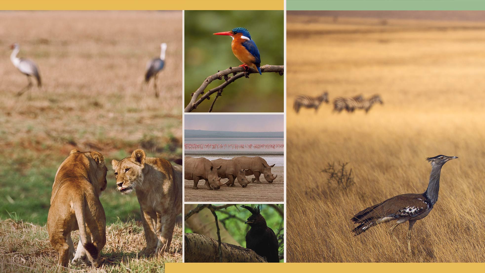 Birding in Africa • Birding Safari - Guided Safaris® LuxurySafariCamps.com