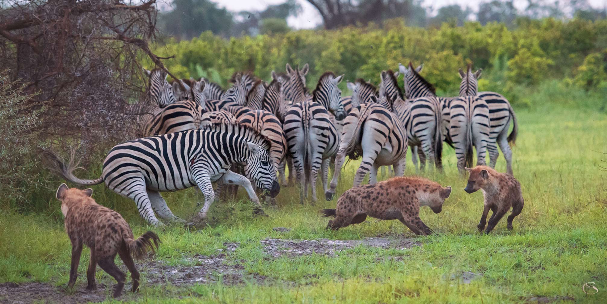 Mombo, Jao and Jack's Camp safari • Luxury Botswana Guided Safaris® LuxurySafariCamps.com