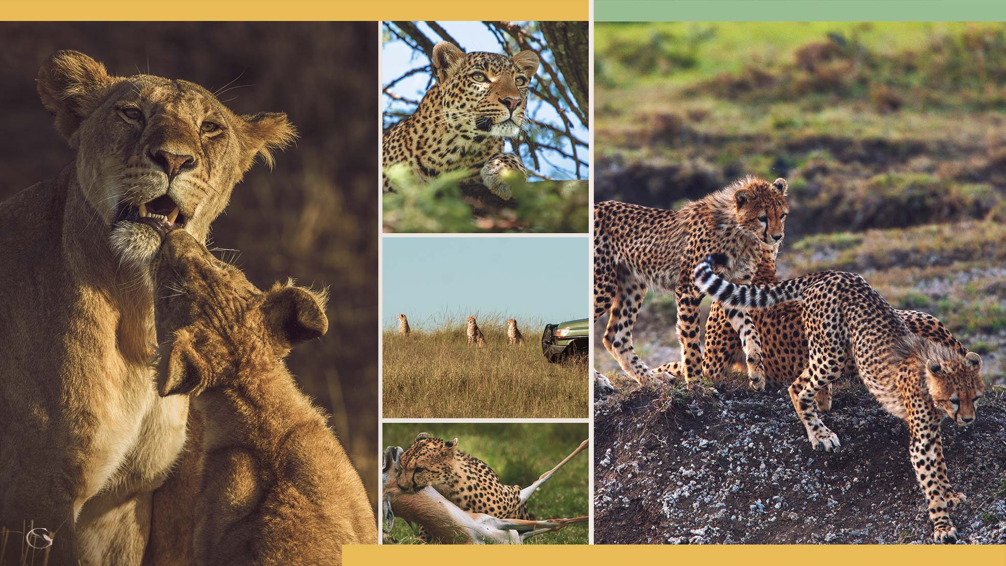 Big Cat diaries Private Africa Luxury Safari Lodges Guided Safaris® LuxurySafariLodges.com