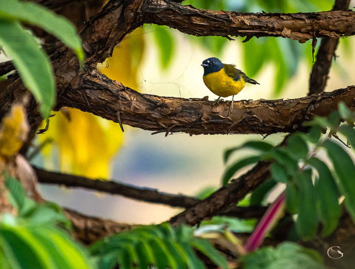 Birding in Africa • Birding Safari - Guided Safaris® LuxurySafariCamps.com