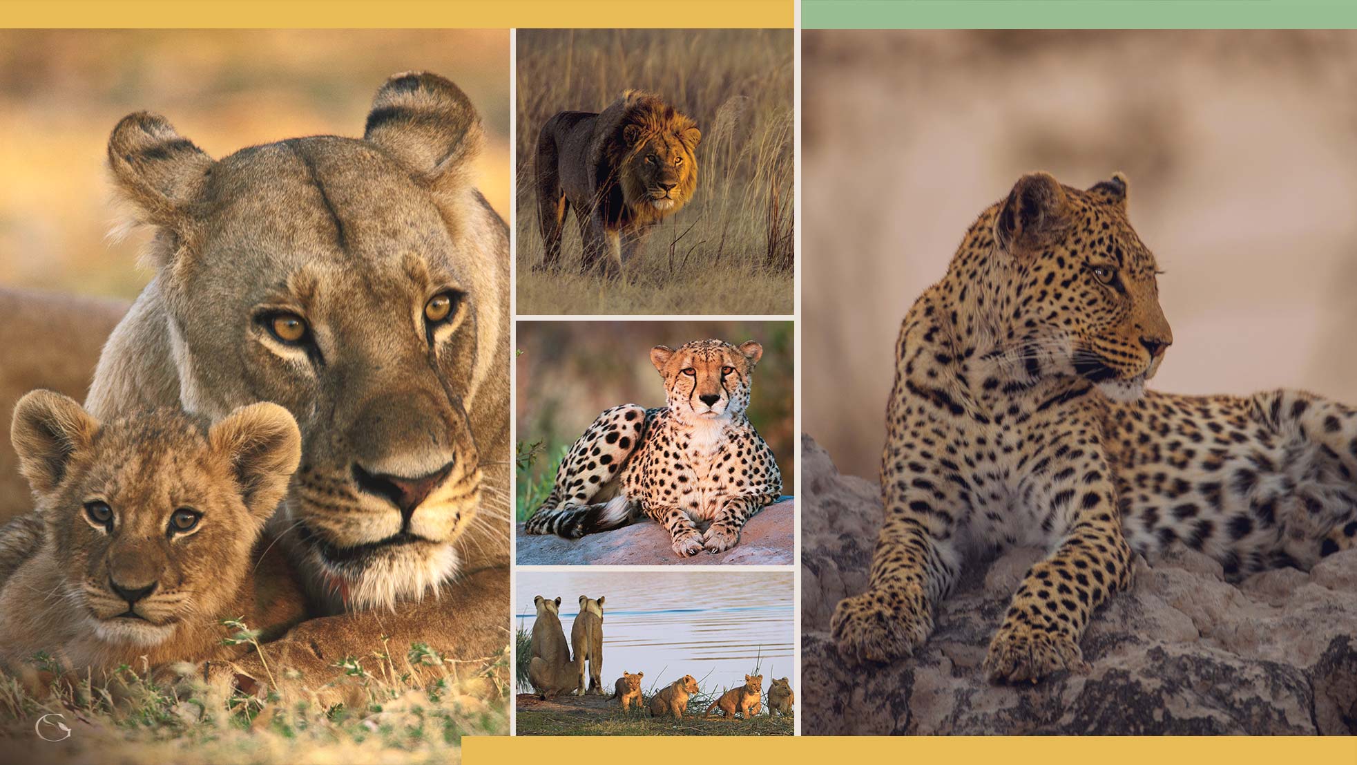 Big Cat Initiative • Private Botswana Safari - Guided Safaris® LuxurySafariCamps.com