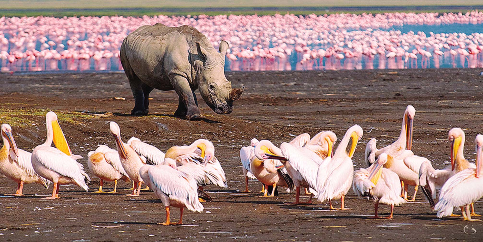 Birding in Africa • Birding Safari - Guided Safaris® LuxurySafariCamps.com