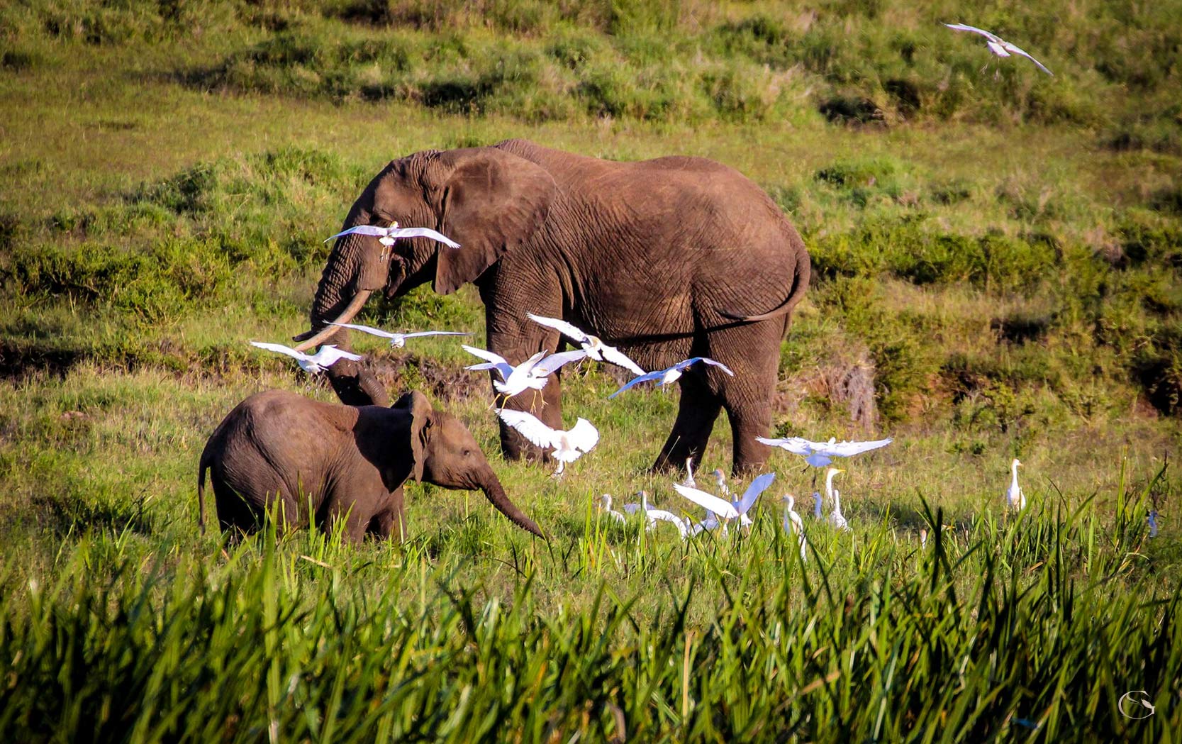 Birding in Africa • Birding Safari - Guided Safaris® LuxurySafariCamps.com
