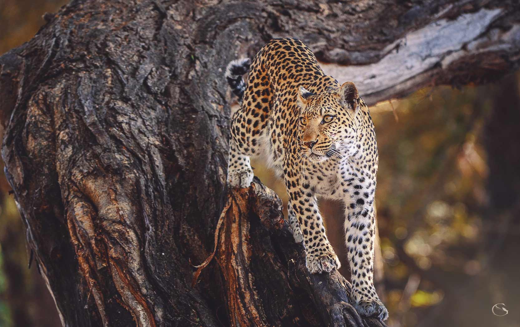 Mombo Camp LuxurySafariCamps.com