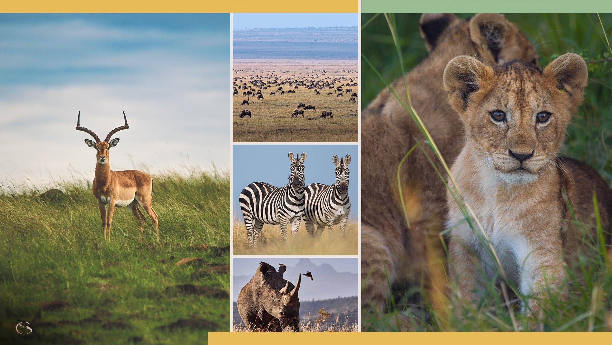 Safaris with a purpose — Private Gorilla Safari