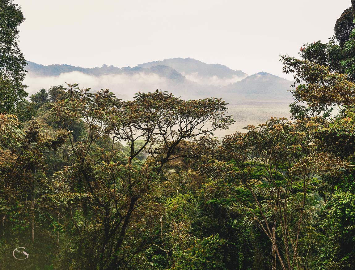 Birding in Africa • Birding Safari - Guided Safaris® LuxurySafariCamps.com