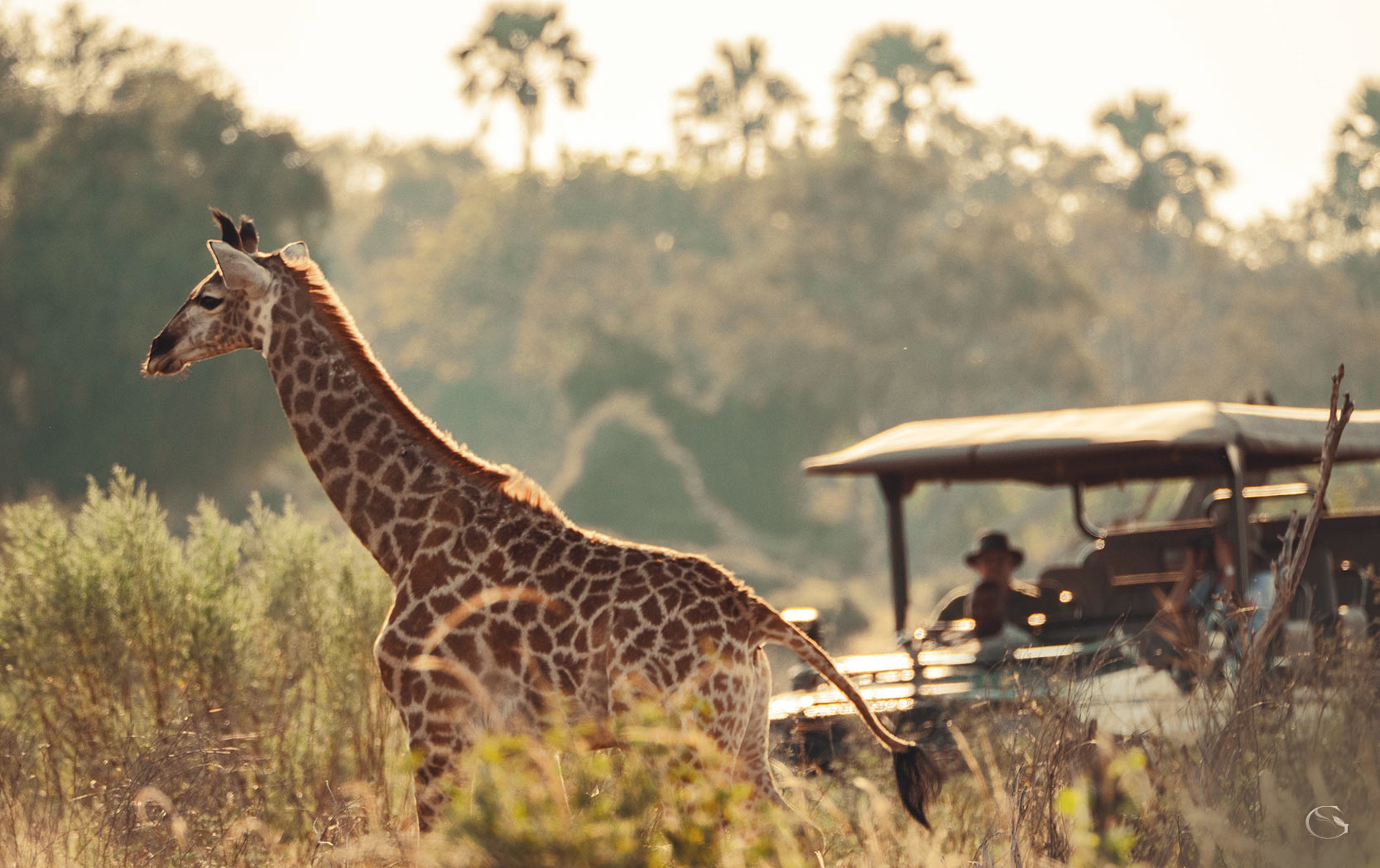 Little Mombo Camp LuxurySafariCamps.com