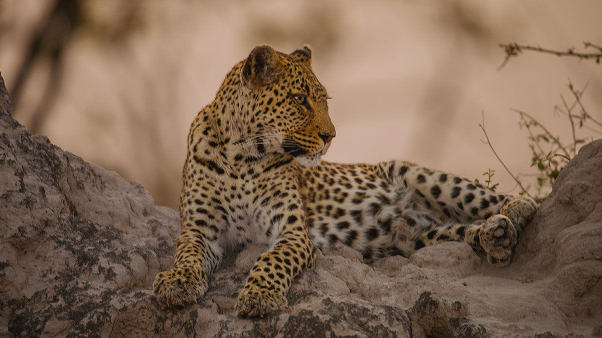 Zarafa Camp, Botswana • LuxurySafariCamps.com