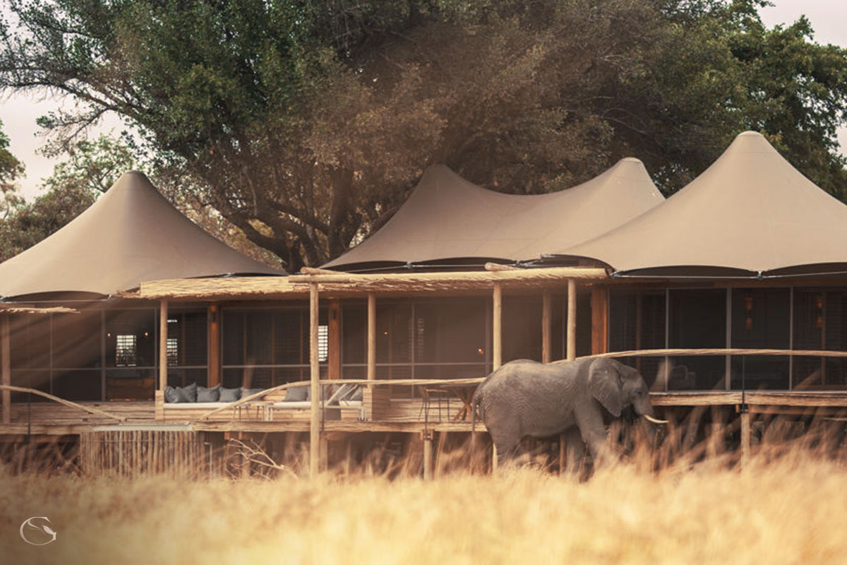 Ever-present wildlife surrounds your suite at Mombo Camp