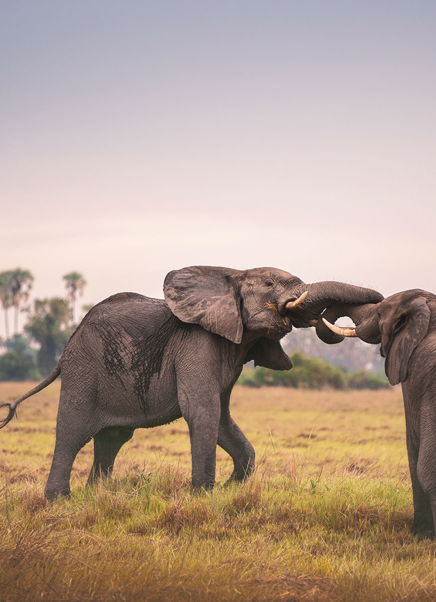 Mombo Camp LuxurySafariCamps.com