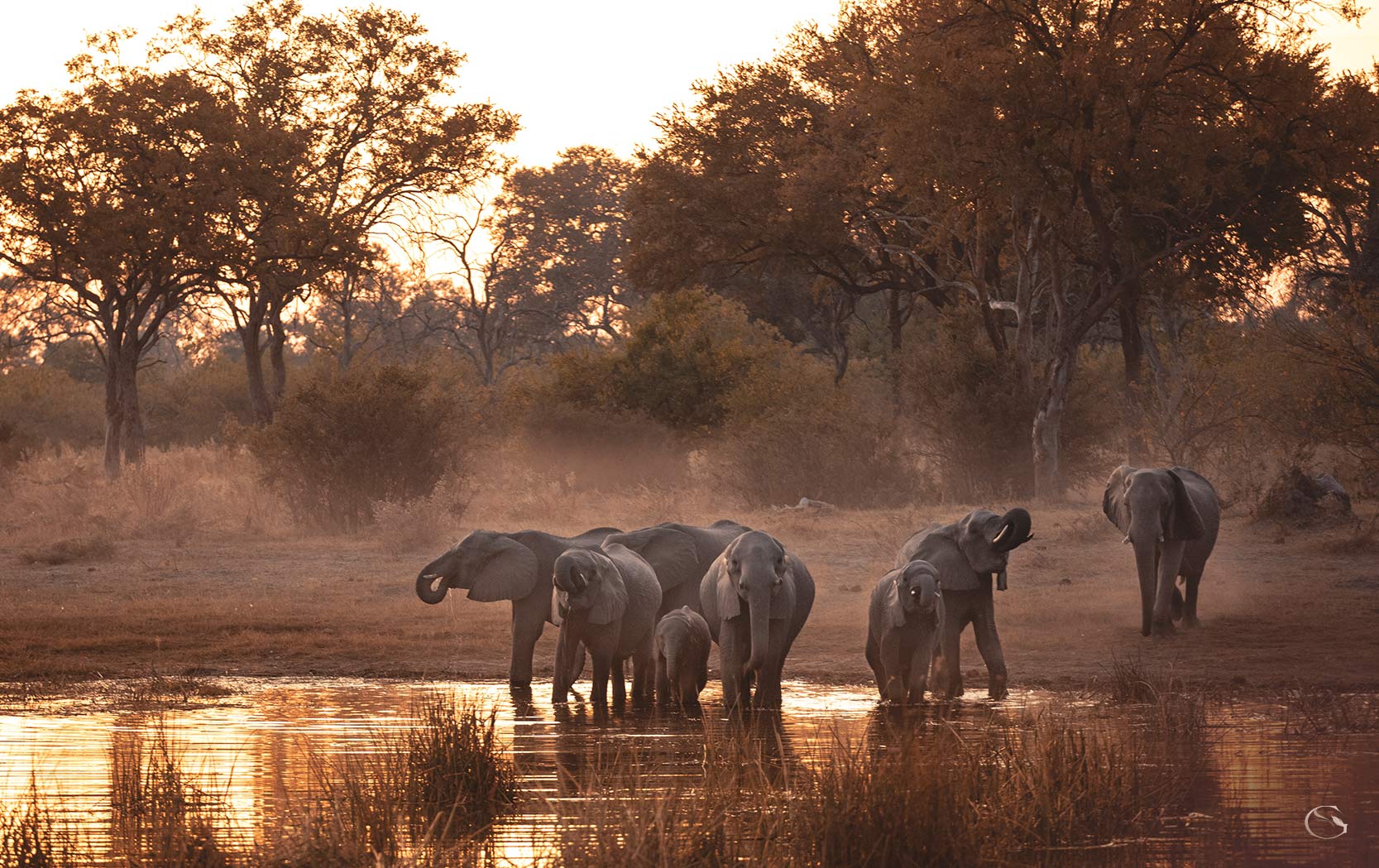 Zarafa Dhow Suites LuxurySafariCamps.com
