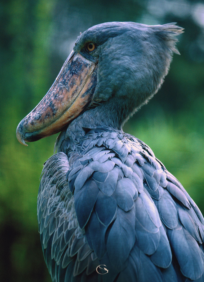 Birding in Africa • Birding Safari - Guided Safaris® LuxurySafariCamps.com