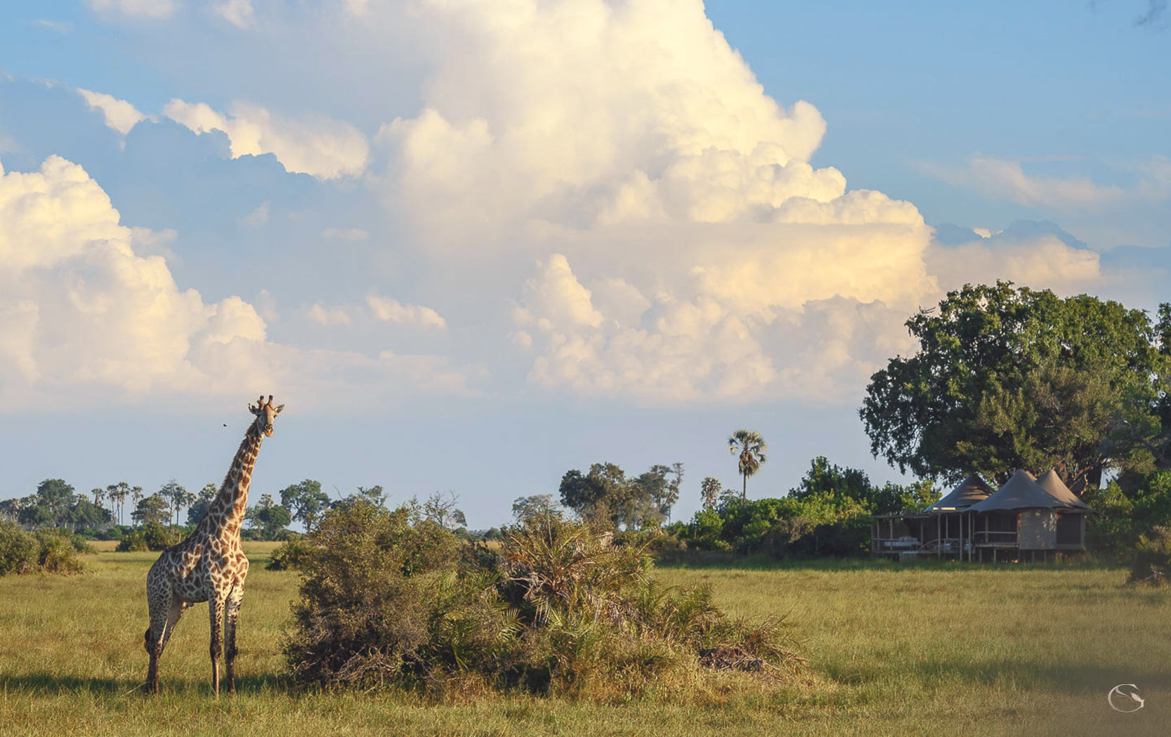 Little Mombo Camp LuxurySafariCamps.com