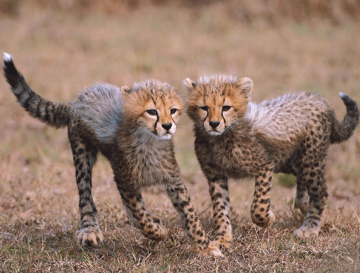 A Day on Safari — Private Gorilla Safari