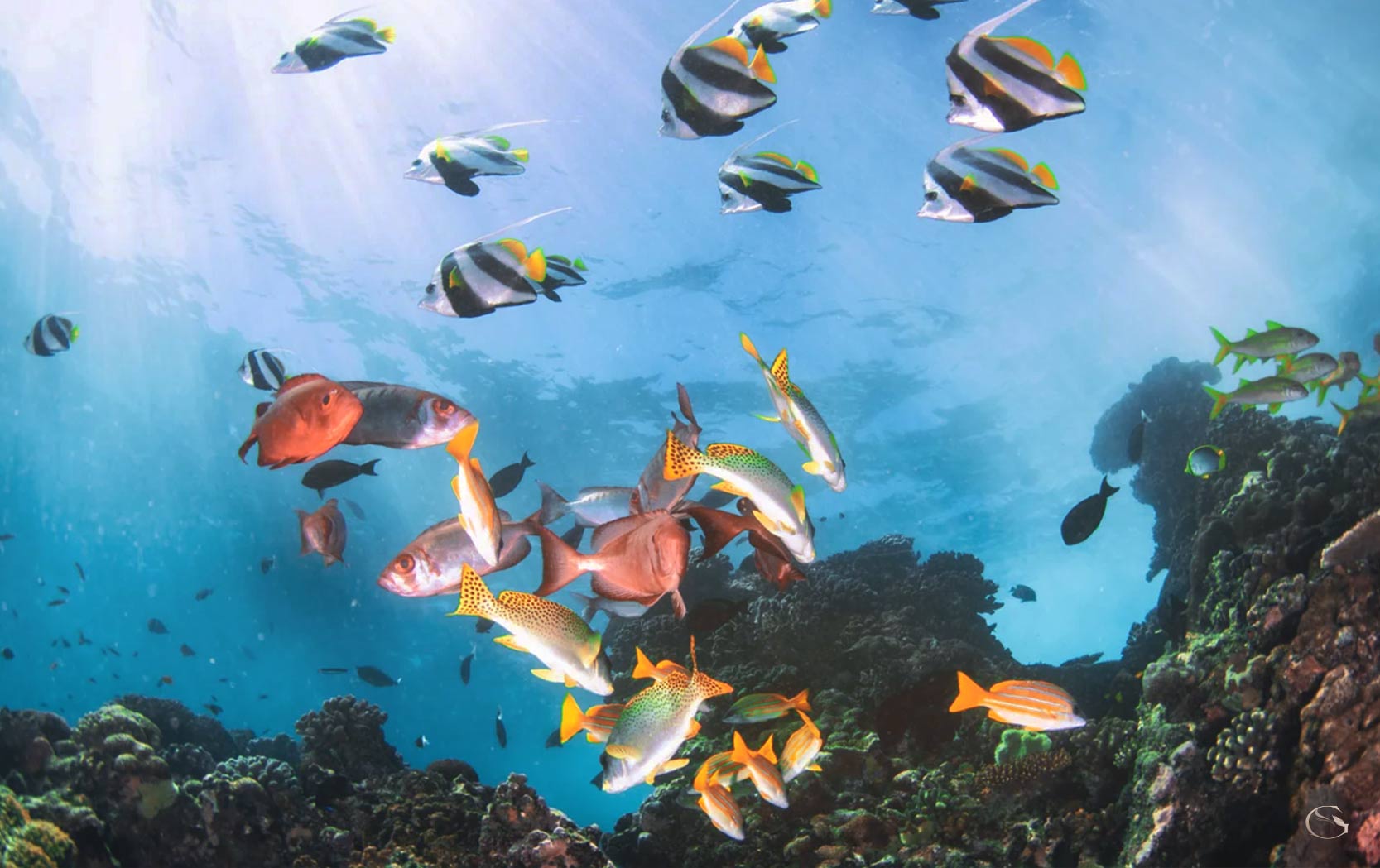 Diving in Africa • Mozambique Safari - Guided Safaris® LuxurySafariCamps.com