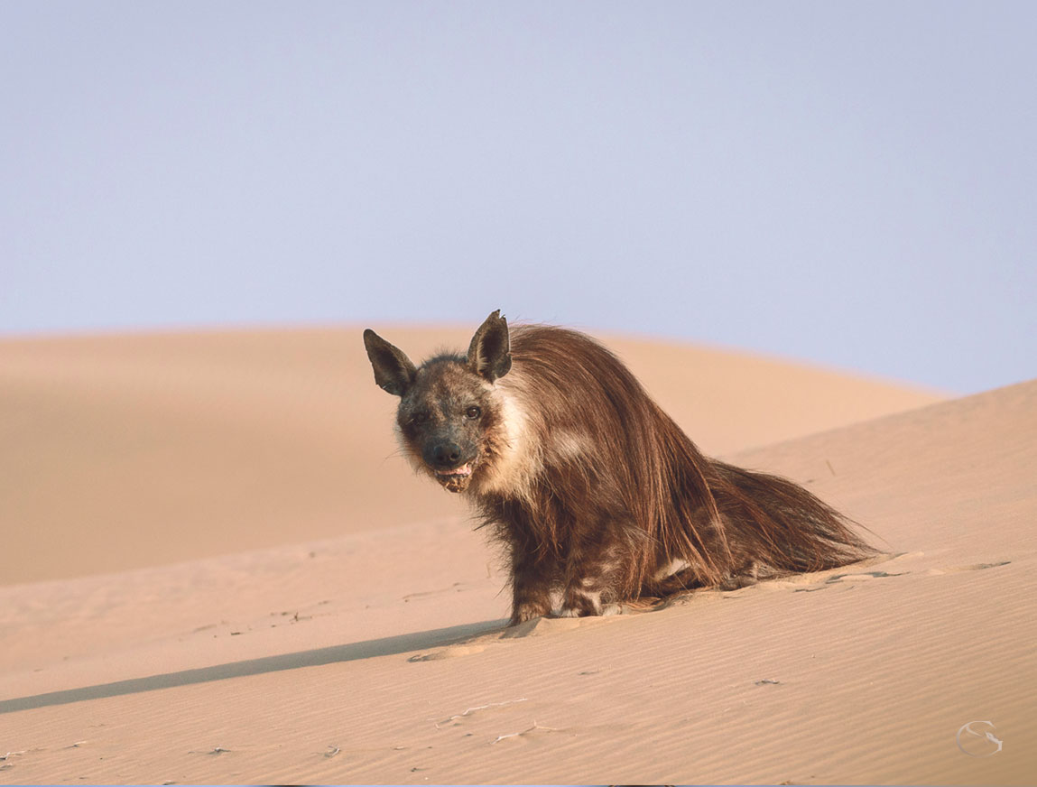 Brown Hyena • Private Namibia Luxury Safari - Guided Safaris®  LuxurySafariCamps.com

