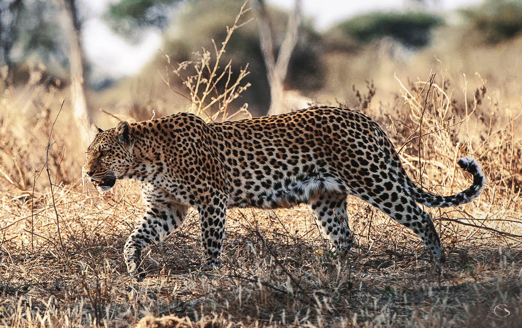 Leopards of Mombo Private Africa Luxury Safari Lodges Guided Safaris® LuxurySafariLodges.com