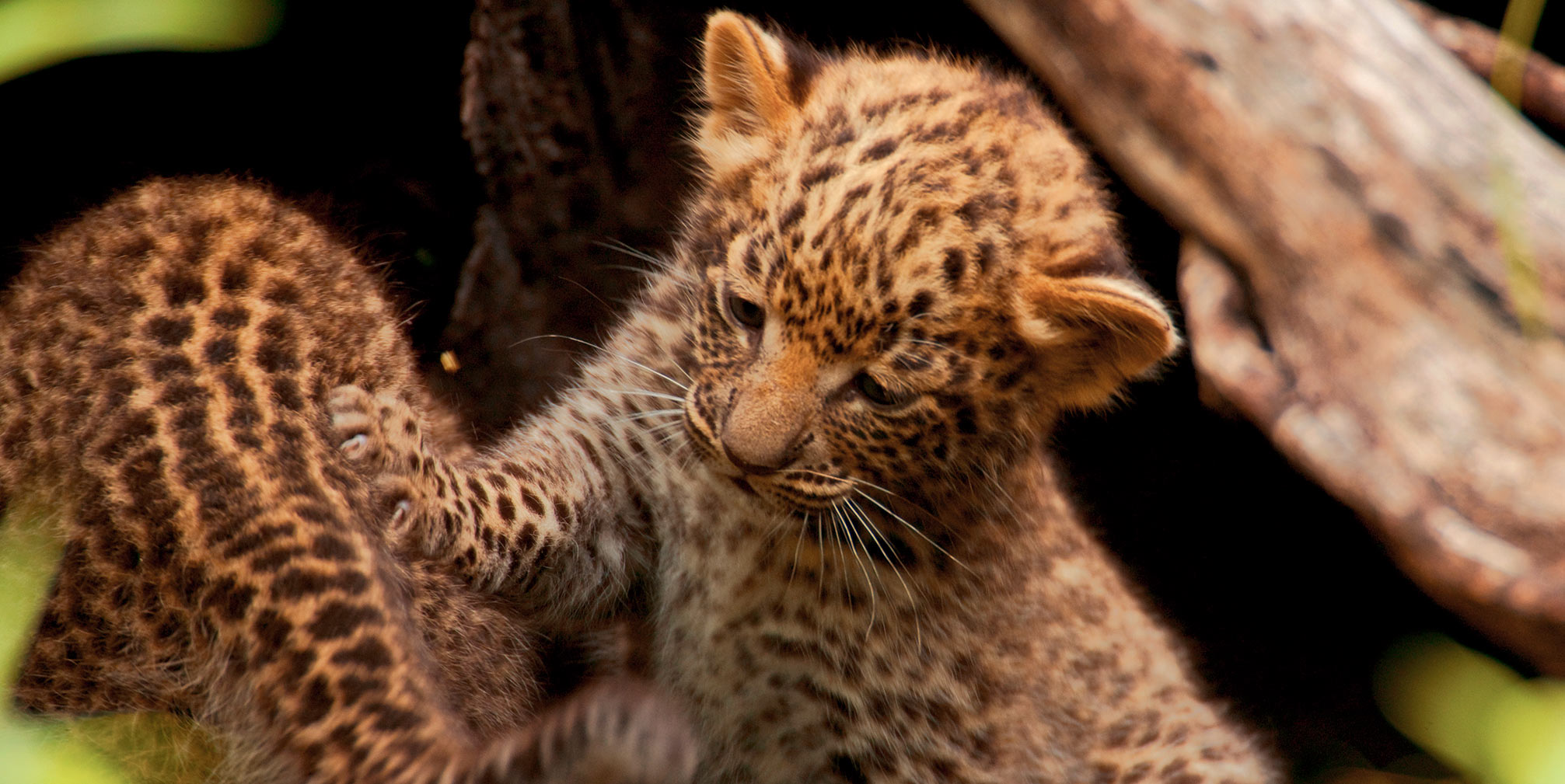 Private Jet Africa Safari - Guided Safaris® LuxurySafariCamps.com