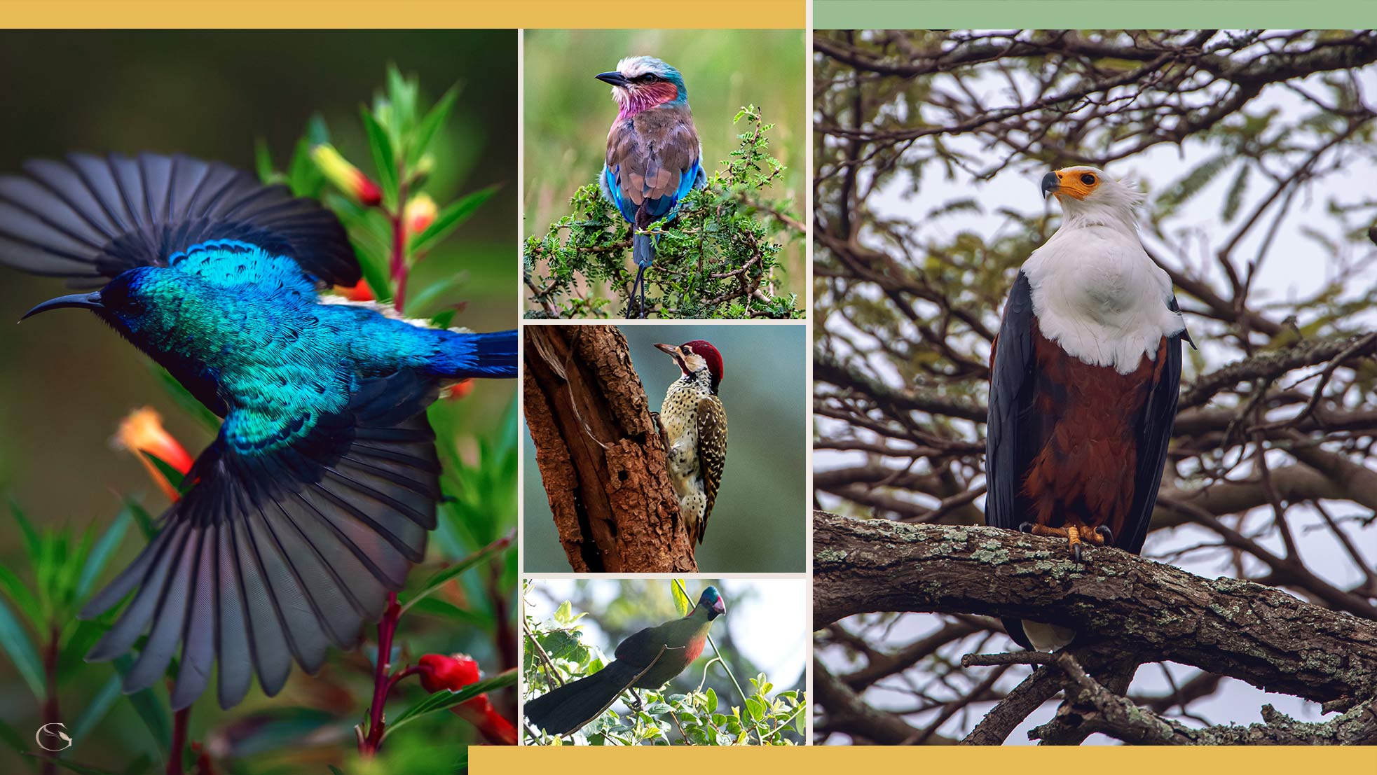 Birding in Africa • Birding Safari - Guided Safaris® LuxurySafariCamps.com
