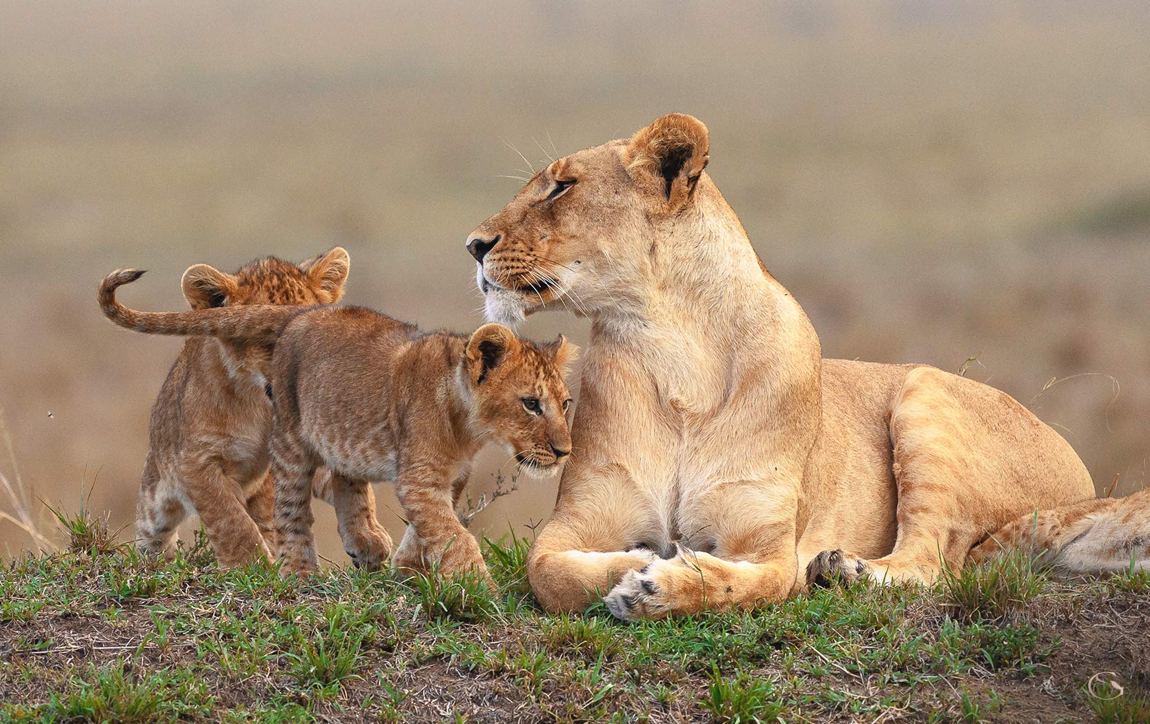 Private Migration Safari - Guided Safaris® LuxurySafariCamps.com