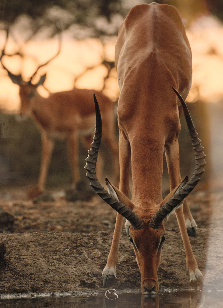 Private Jet Safari Kenya Luxury Safari Lodges Guided Safaris® LuxurySafariLodges.com