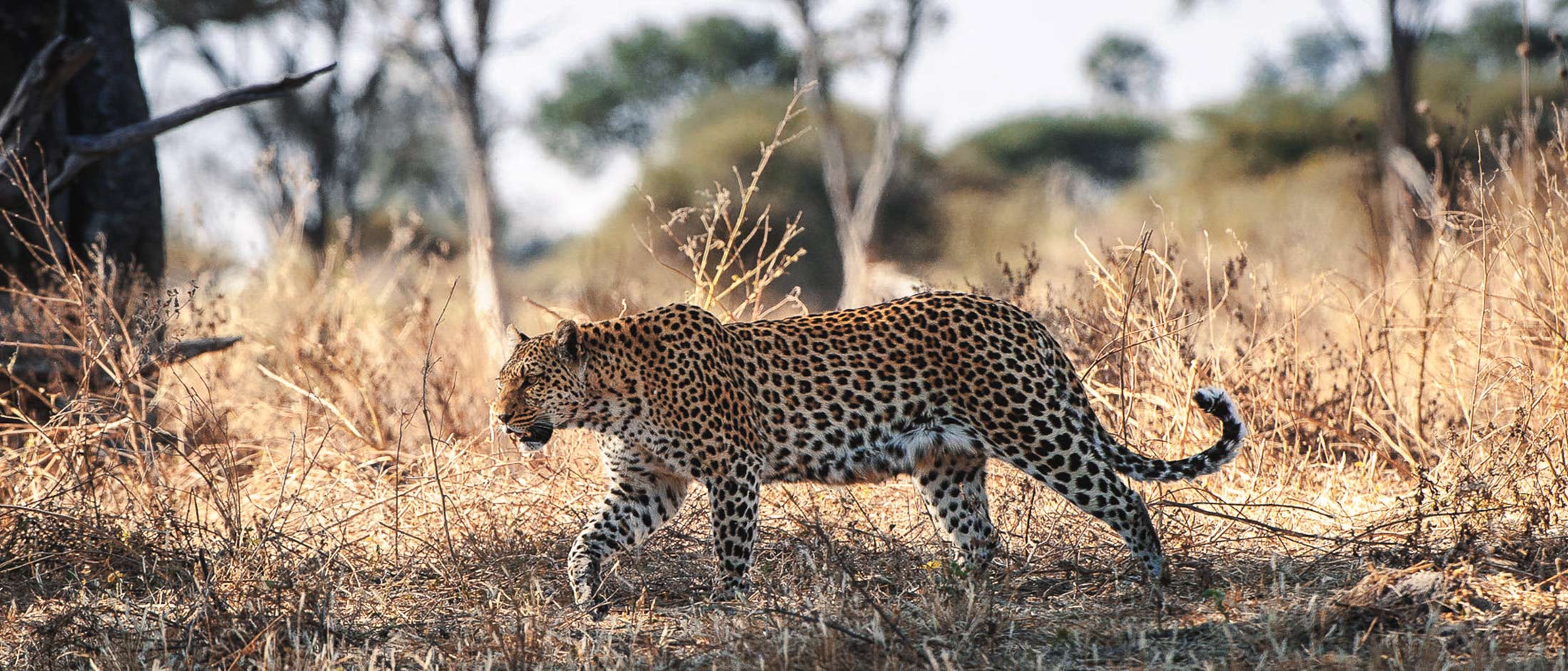 Little Mombo Camp LuxurySafariCamps.com