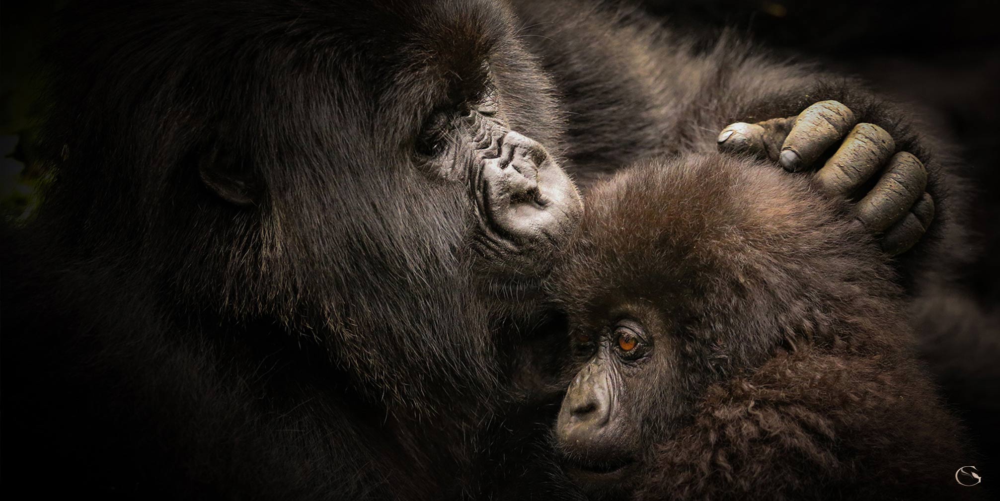 Private Gorilla Safari - Guided Safaris® LuxurySafariCamps.com