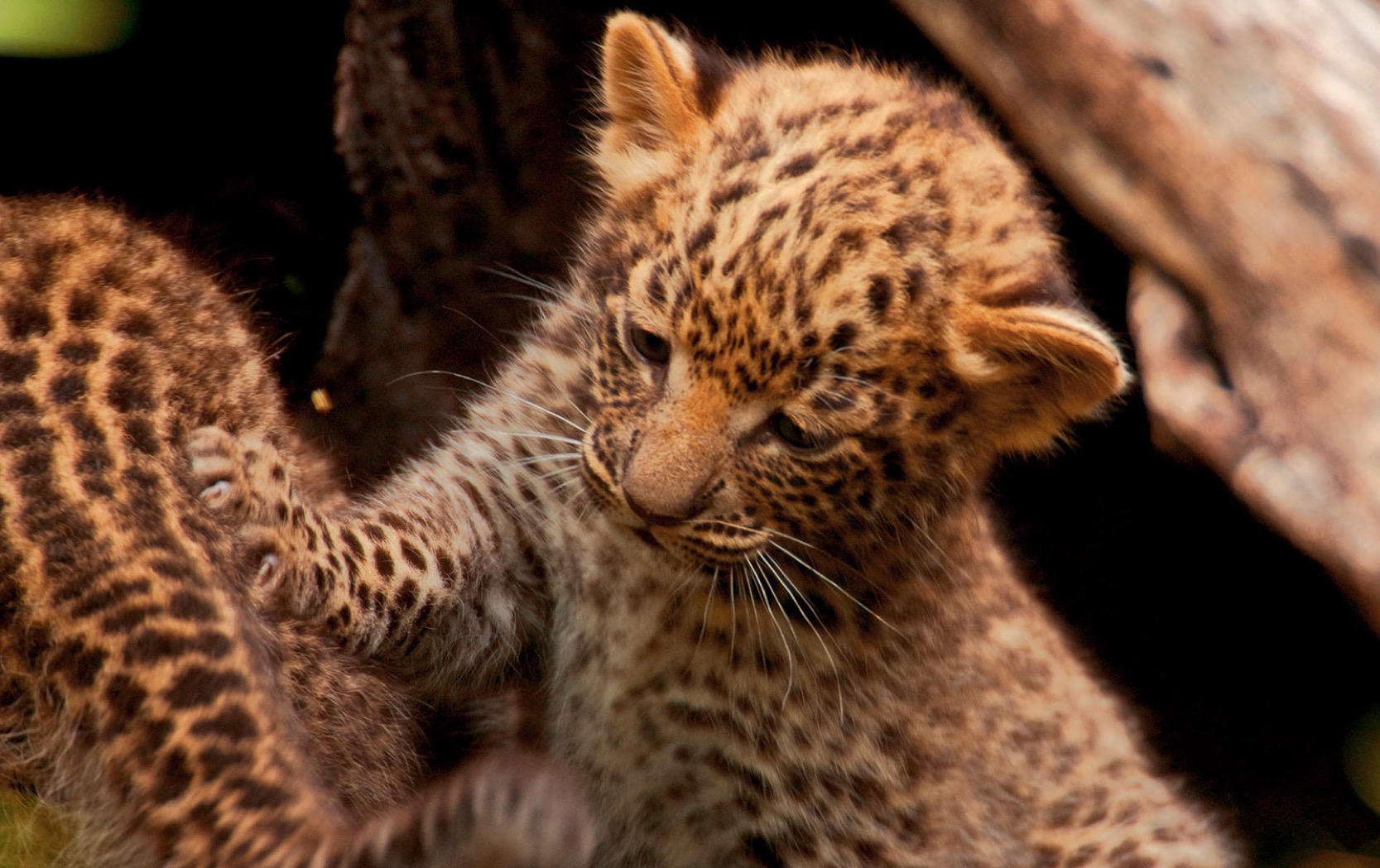 Private Jet Africa Safari - Guided Safaris® LuxurySafariCamps.com