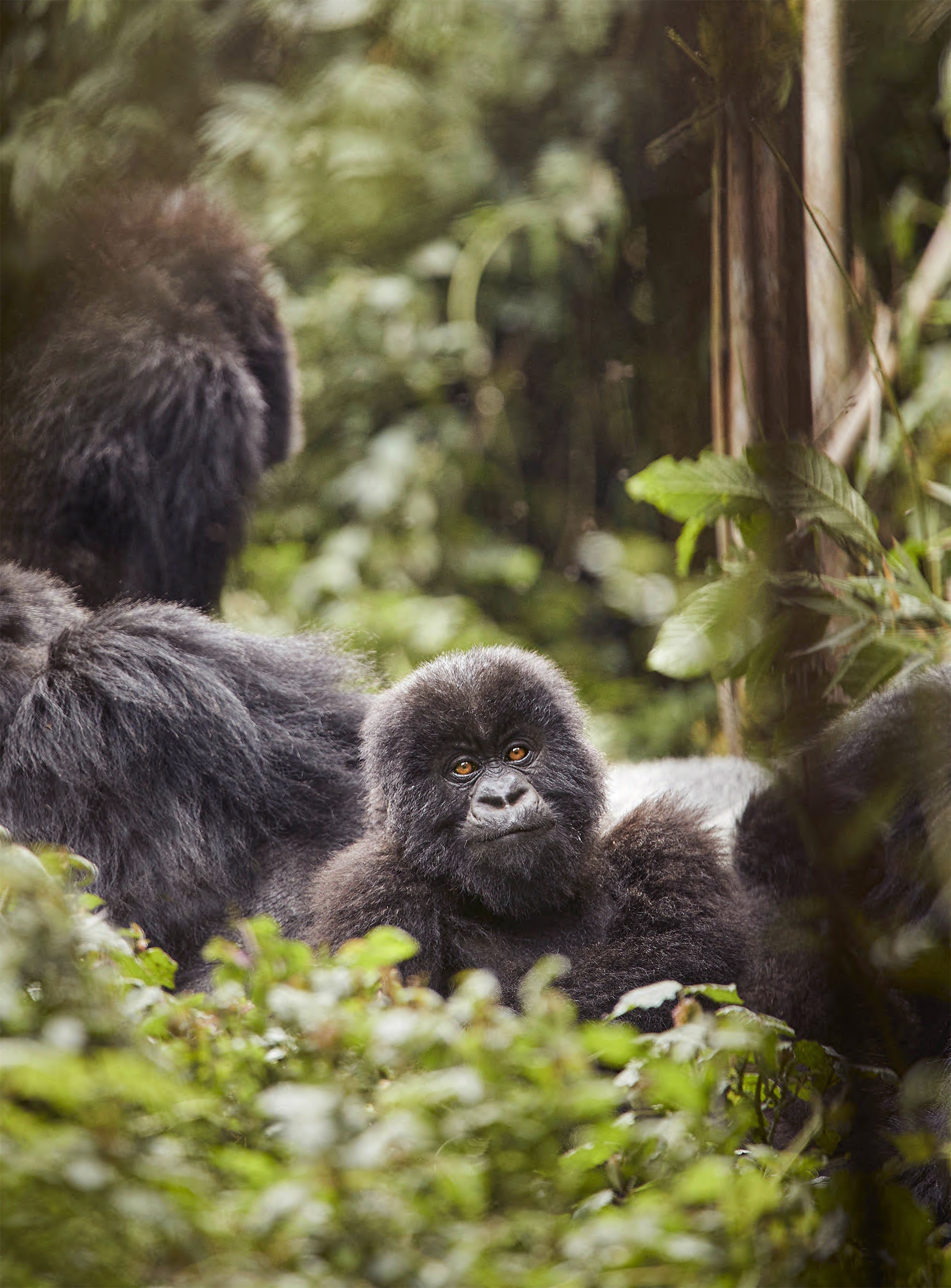 Gorilla Safari • Private Jet Africa Safari - Guided Safaris® LuxurySafariCamps.com
